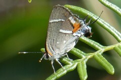 Strymon acis bartrami