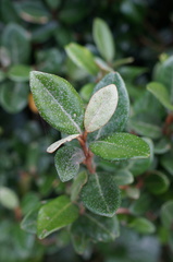 Elaeagnus formosana