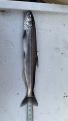 Thaleichthys pacificus