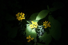 Erysimum amurense