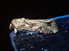 Spodoptera exempta