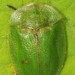 Shiny Tortoise Beetles - Photo (c) Jason M Crockwell, some rights reserved (CC BY-NC-ND), uploaded by Jason M Crockwell