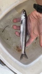 Thaleichthys pacificus