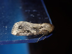 Spodoptera exempta