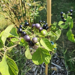 Solanum scabrum