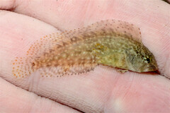 Chasmodes bosquianus