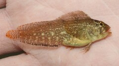 Chasmodes bosquianus