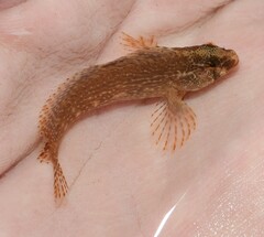 Chasmodes bosquianus