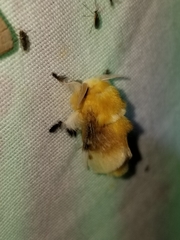 Megalopyge bissesa