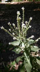 Verbena urticifolia