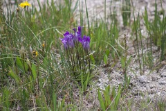 Gentianopsis thermalis