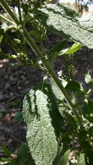Verbena urticifolia