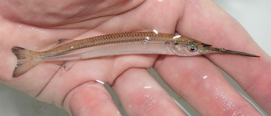 American Halfbeak