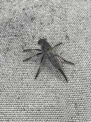 Neoitamus flavofemoratus