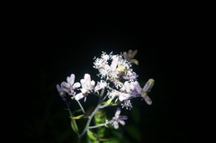 Syneilesis aconitifolia
