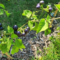 Solanum scabrum