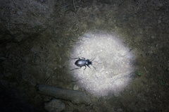 Carabus manifestus