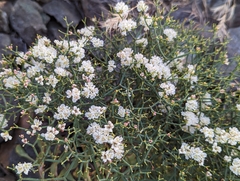 Eriogonum heermannii