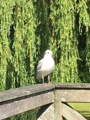 Chroicocephalus ridibundus