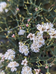 Eriogonum heermannii