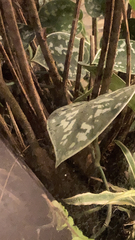Angiospermae