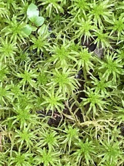 Sphagnum pulchrum