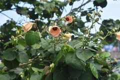 Hibiscus tiliaceus