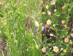 Felicia hyssopifolia