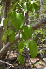 Magnoliopsida