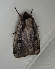 Eueretagrotis sigmoides