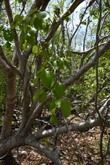 Magnoliopsida