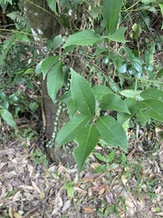 Symplocos setchuensis