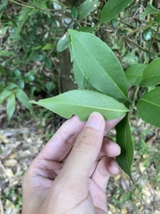 Symplocos setchuensis