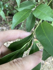 Symplocos setchuensis