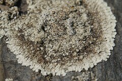 Protoparmeliopsis muralis