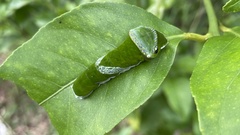 Papilio memnon