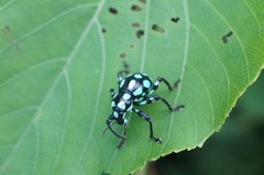 Pachyrhynchus tobafolius