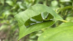 Papilio memnon