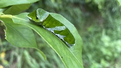 Papilio memnon