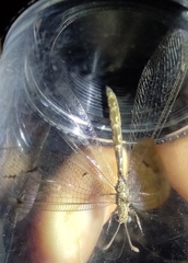 Neuroleon ochreatus