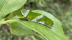 Papilio memnon