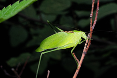 Amblycorypha rotundifolia