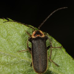 Atalantycha dentigera