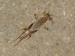 Gryllotalpa orientalis