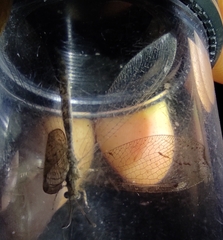 Neuroleon ochreatus