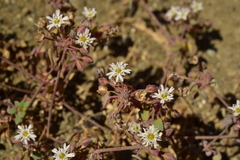 Drymaria holosteoides
