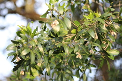 Helietta apiculata