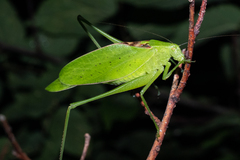 Amblycorypha rotundifolia