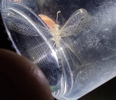 Neuroleon ochreatus