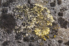 Candelariella medians